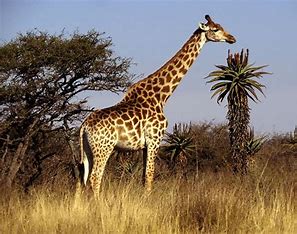 Giraffe